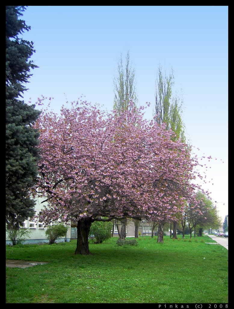 pink bloom by JP