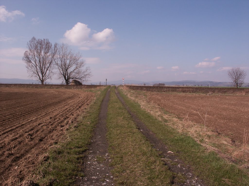cesta