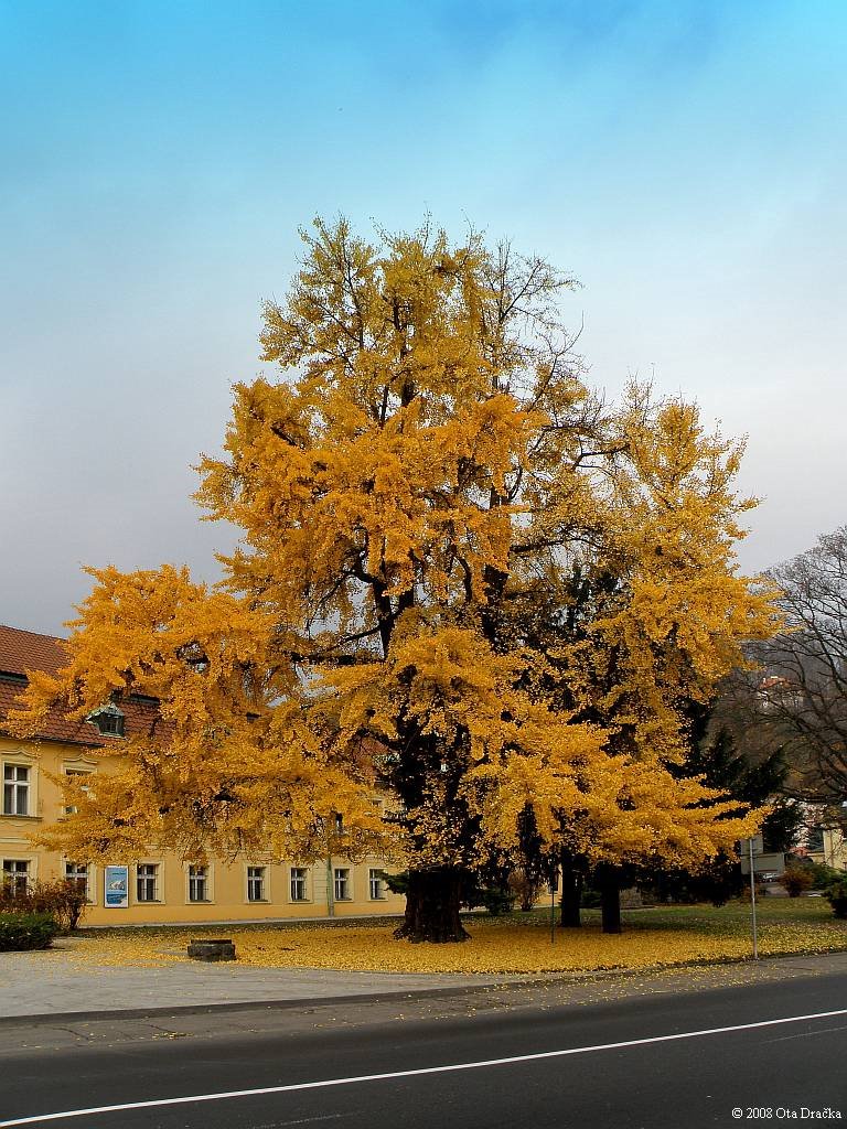 Muzeum v Děčíně
