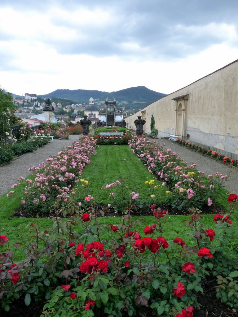 Rosengarten mit Blick zur Gloriette