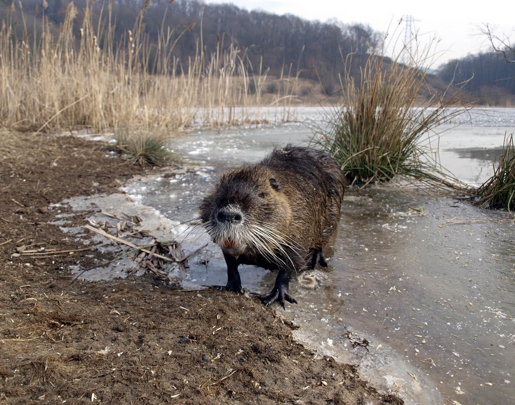 Nutrie říční