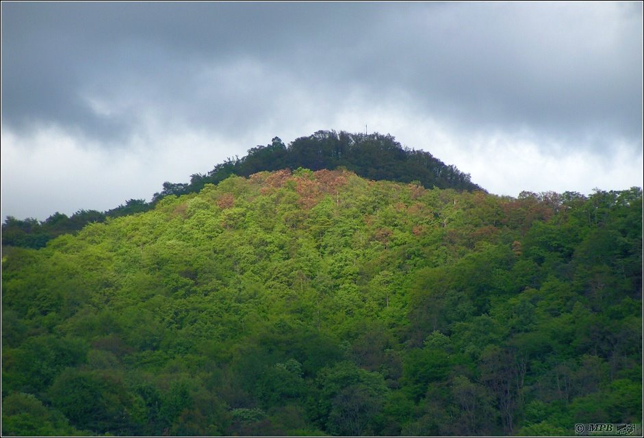 Ostrý