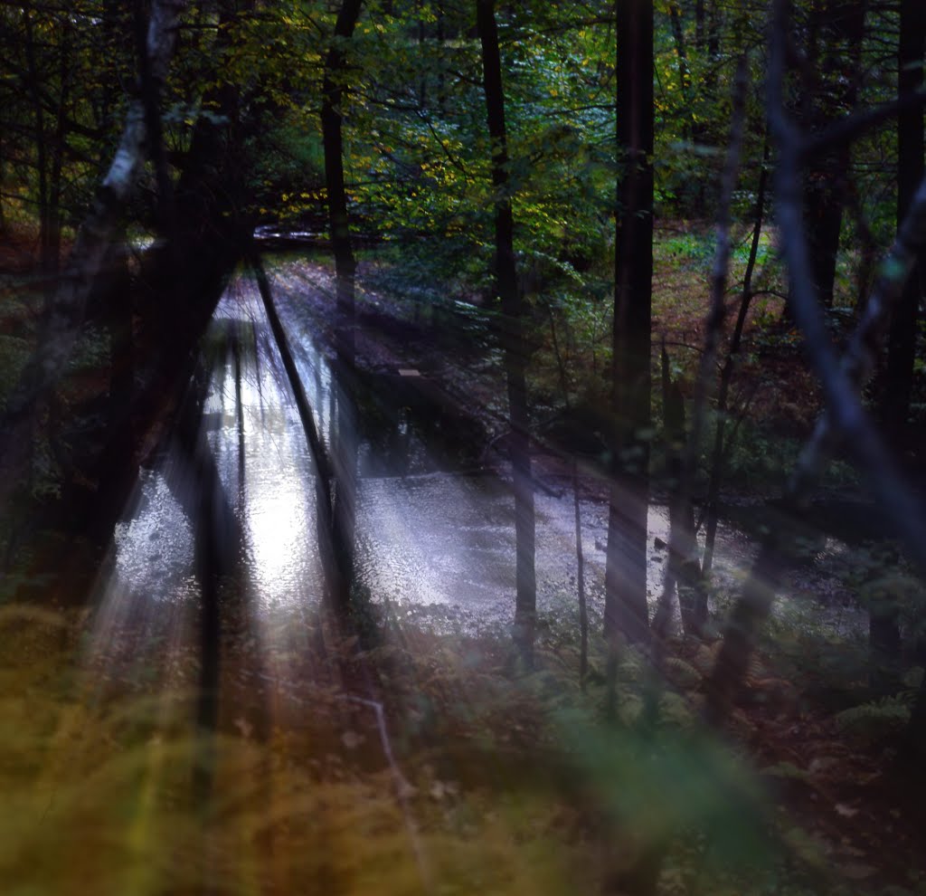 Light in the forest.