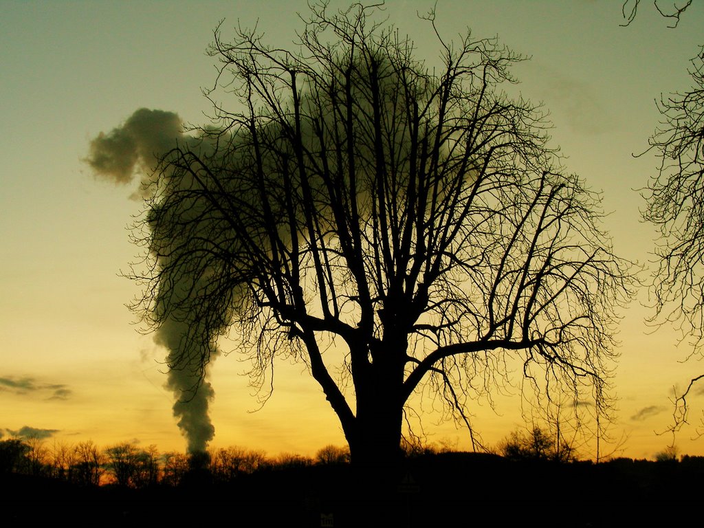 Schöner Baum .................