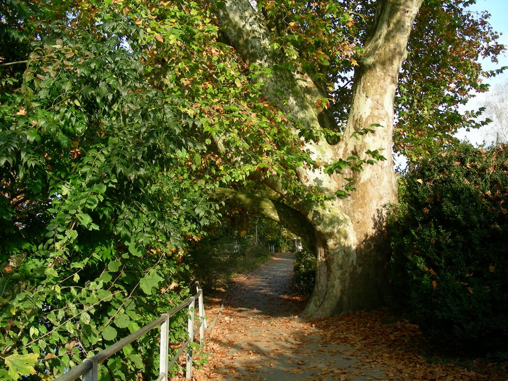 eine gewaltige Platane am Uferweg
