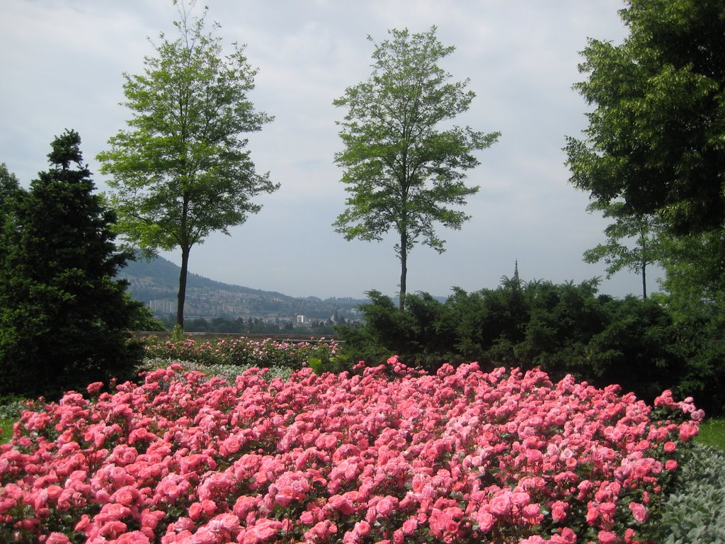 Bern - Rose Garden / Berna - Rosaleda