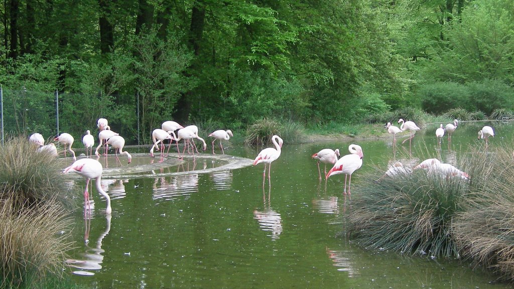Bern / Tierpark Dählhölzli / New place for Flamingos