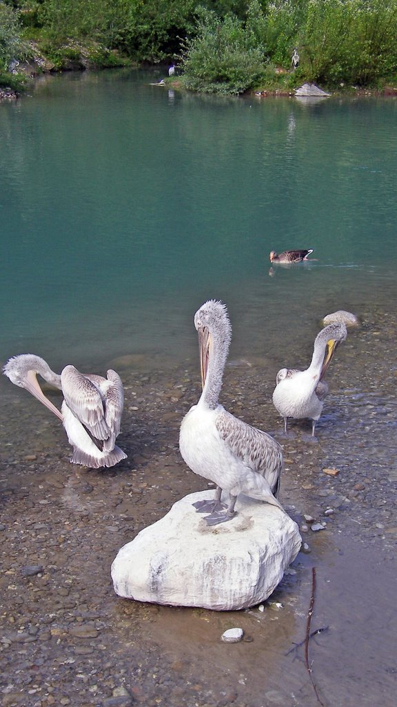 Dählhölzli / Pelican