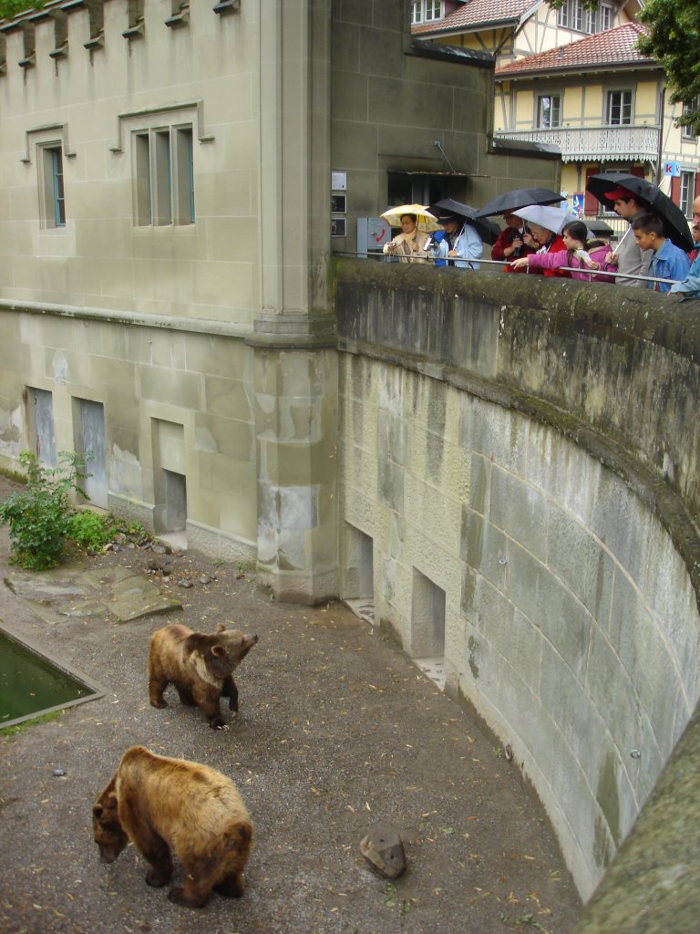 Foso con osos