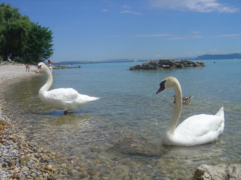 Les Cygnes