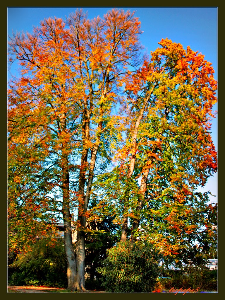 Herbst (otoño) (automne) in Winterthur
