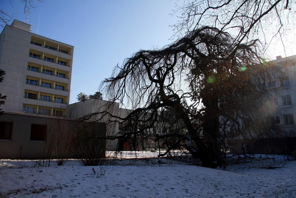 Altersheim an der Adlerstrasse