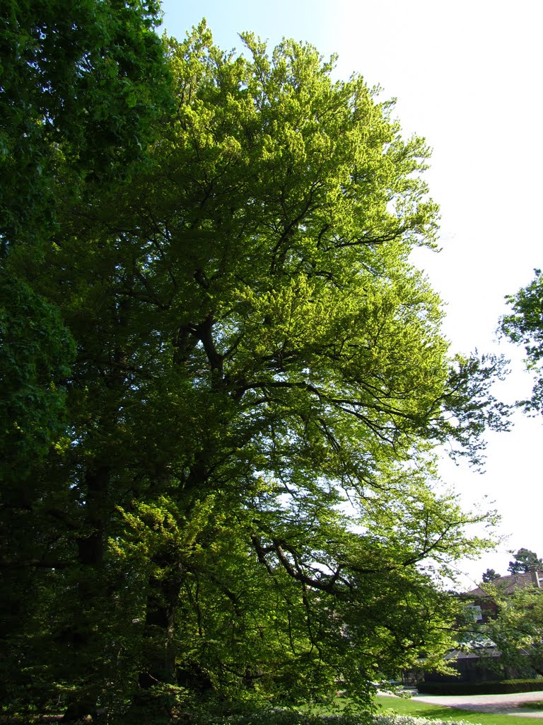 Parco del museo Lindengut