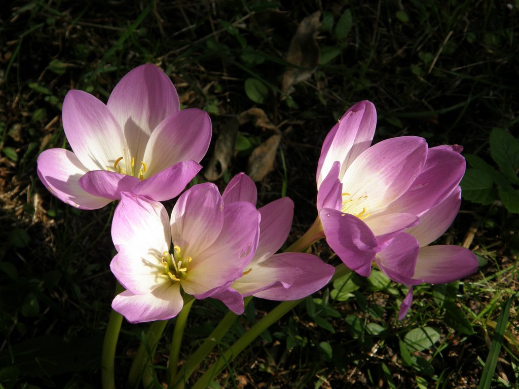 Flowers
