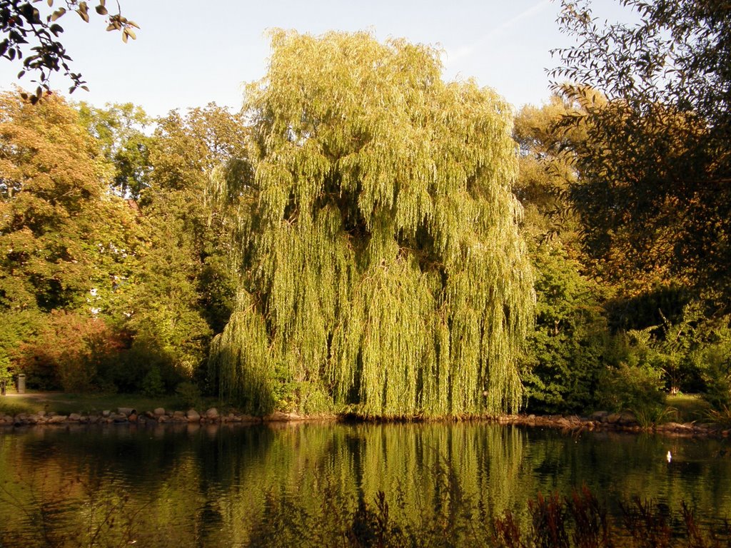 Willow in the Stadspark