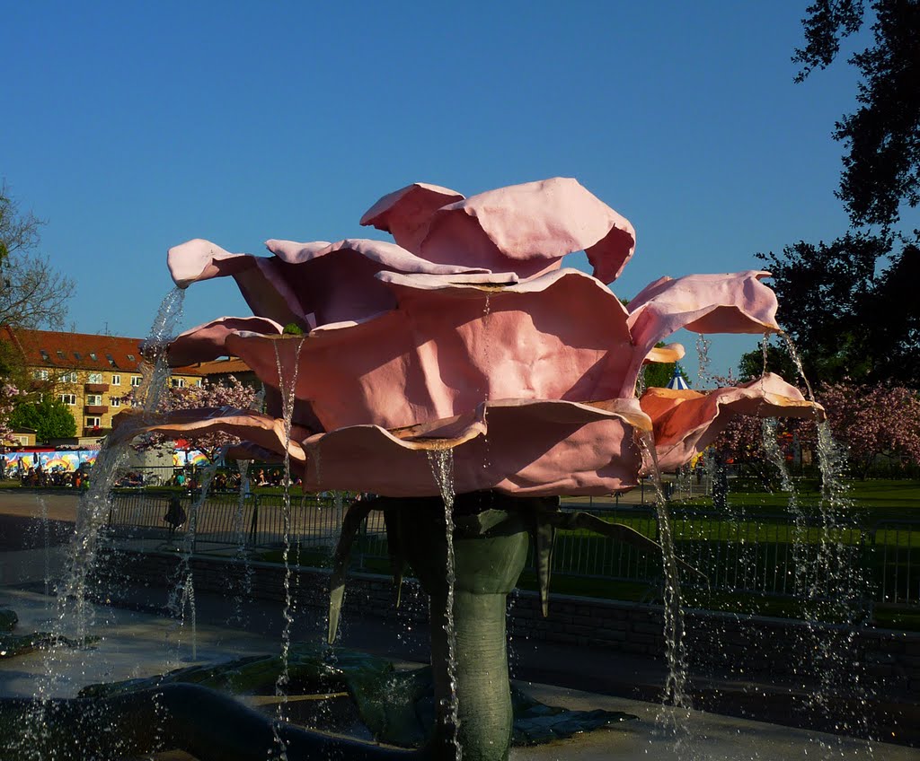 A rose for Panoramio. Folkets Park, Malmö