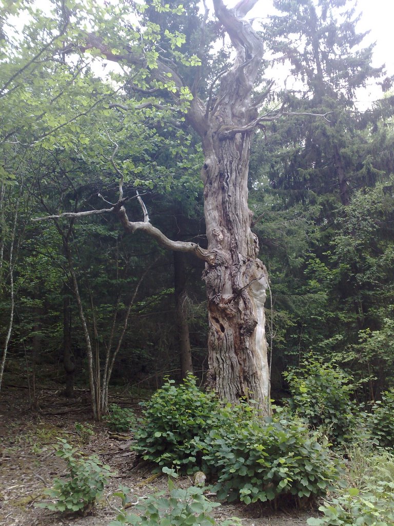 Gnarly Tree