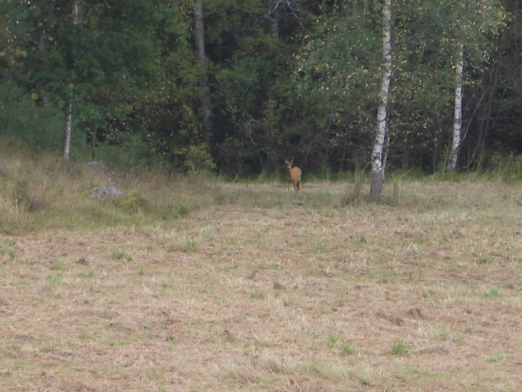 Deer in the meadow