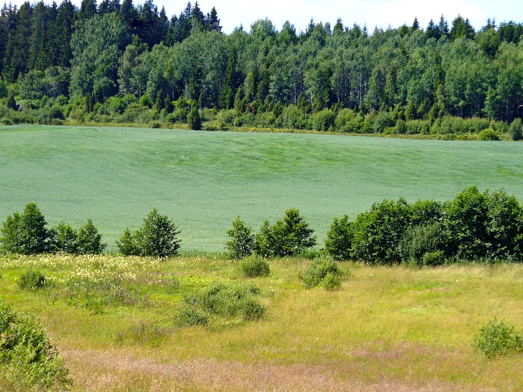 Summer field