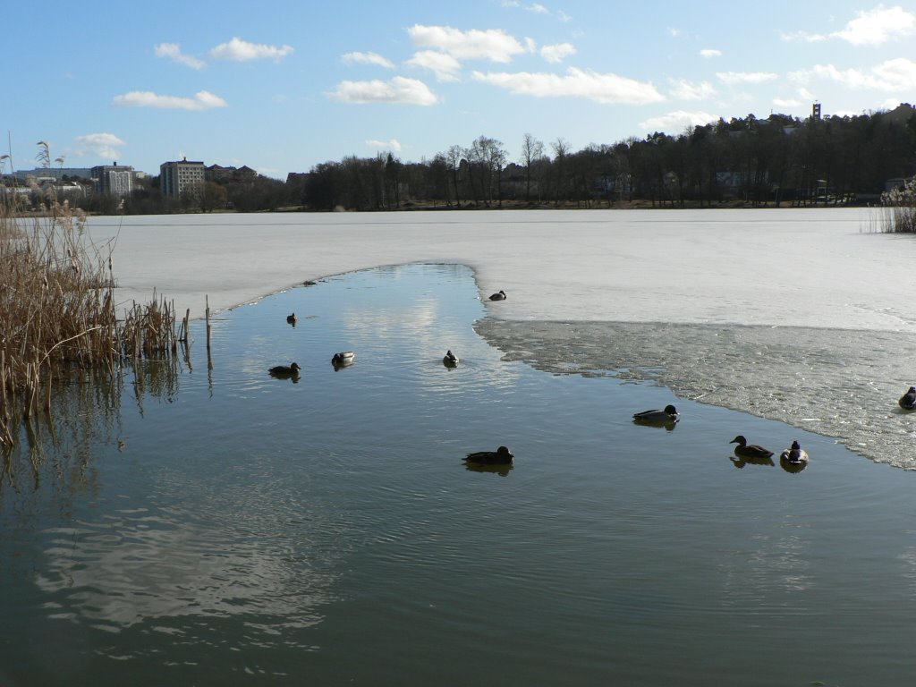 Råstasjön, Solna