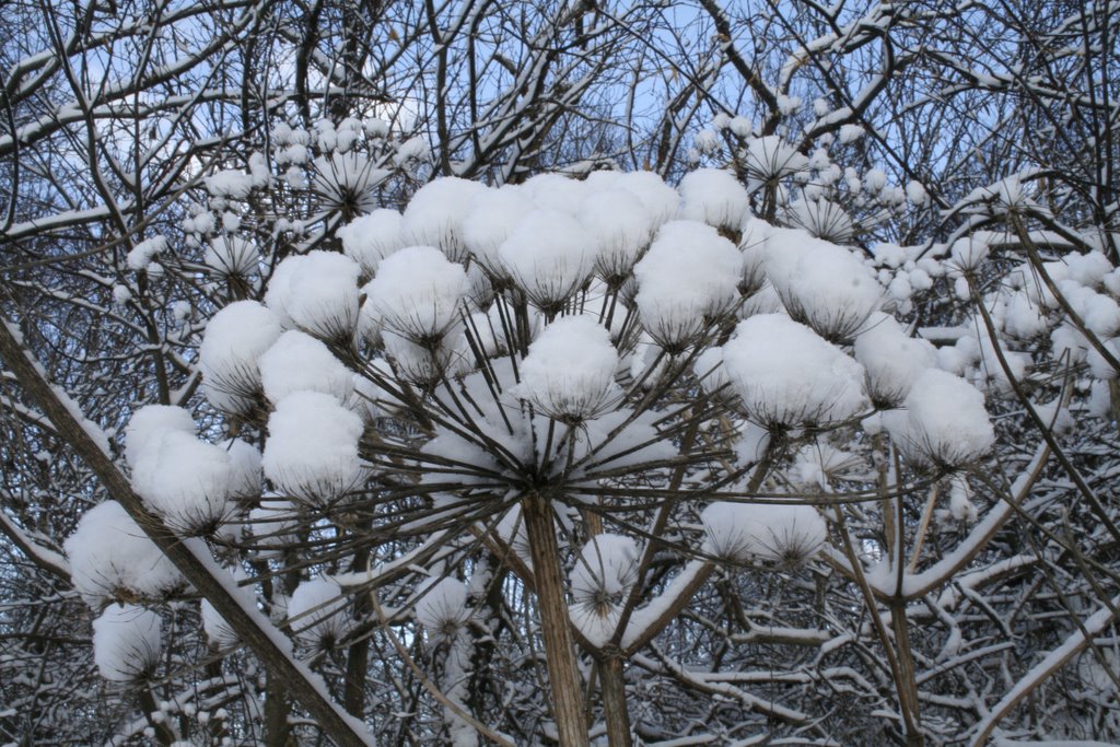 björnloka med snö