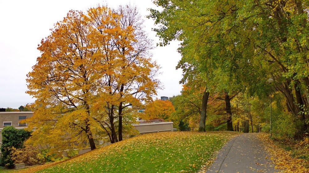Autumn - Västra Skogen