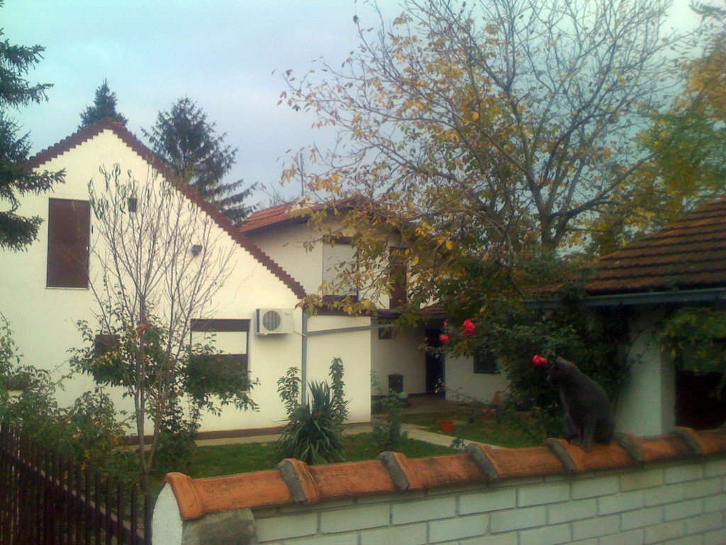 Živanovi