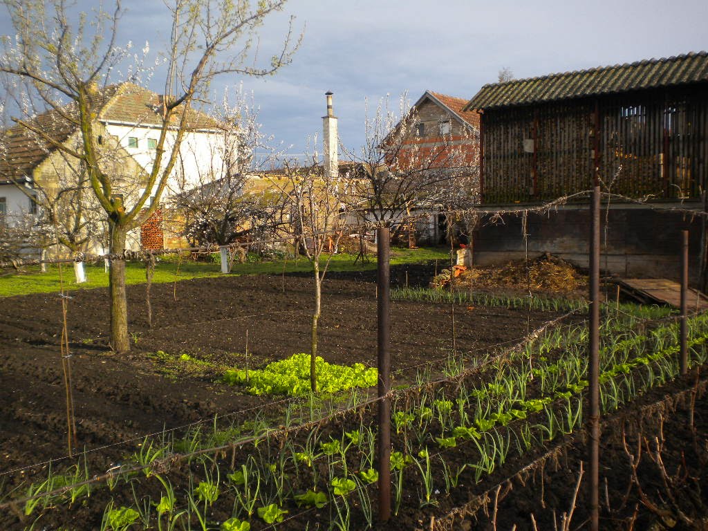 Back Garden