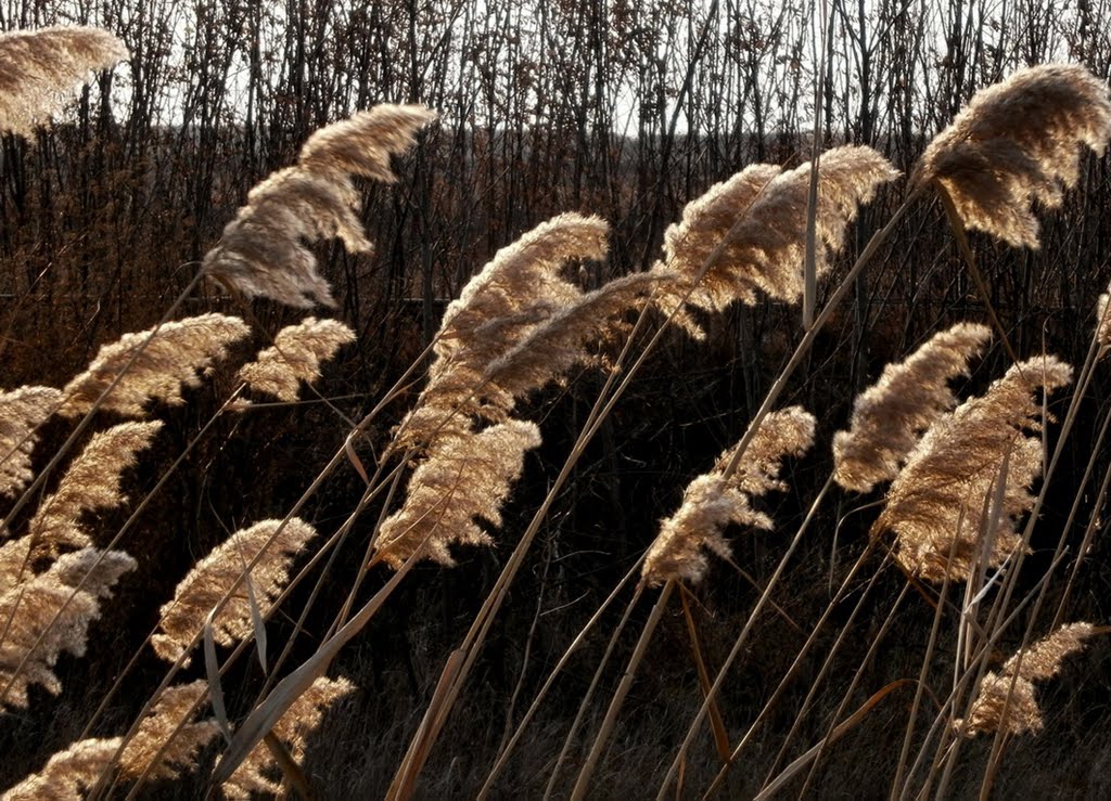 WIND DANCE   near Čurug