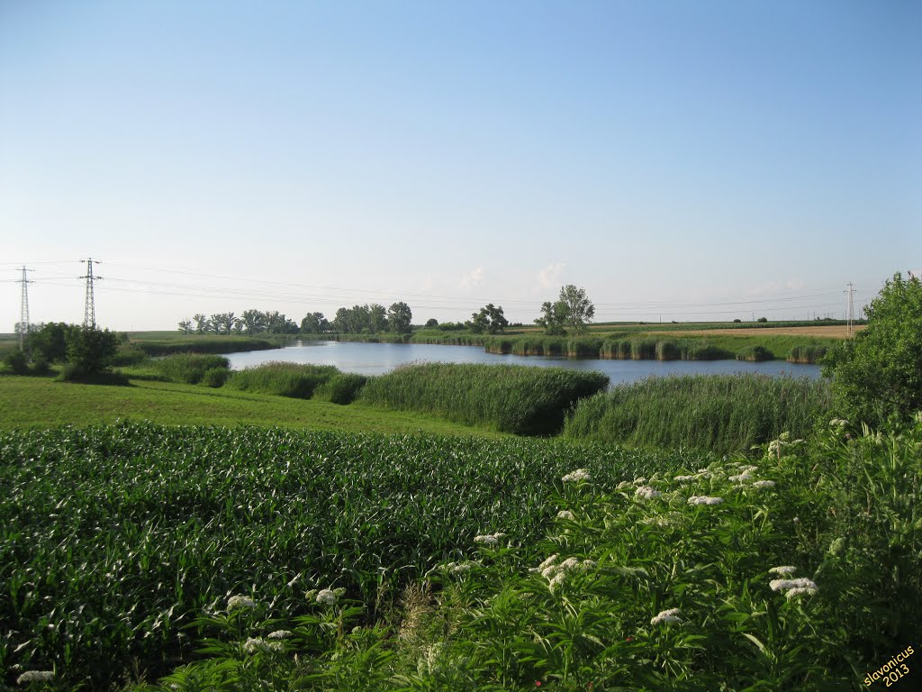 Zelena Jegrička - Green Jegrička