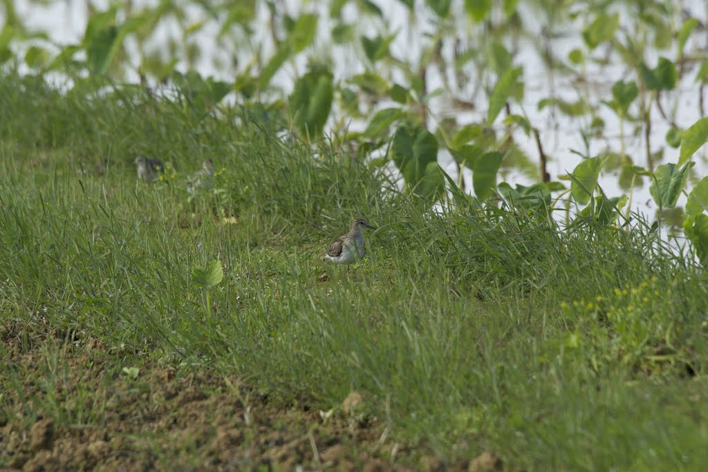 DSC07388シギ