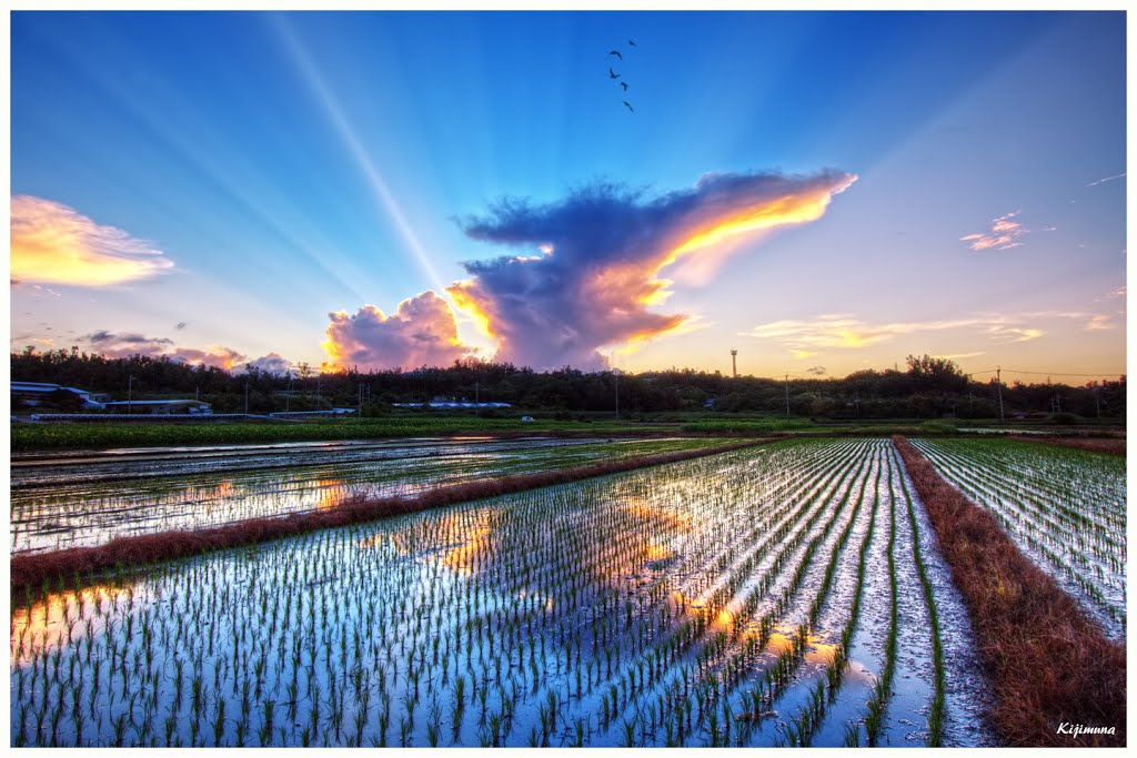 Sunset over Rice Fields