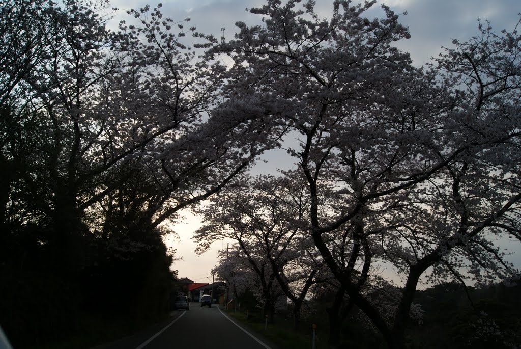 夕白町の桜