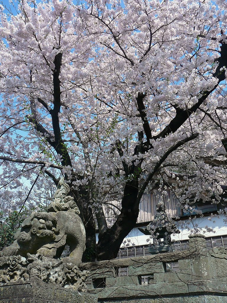 Sakura Guardian