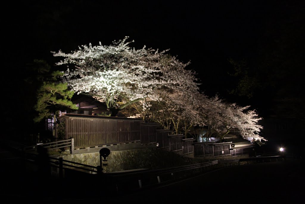 佐渡金山の庭に咲いた桜