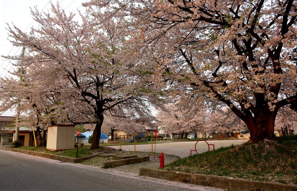 こぼれ桜の若葉町公園