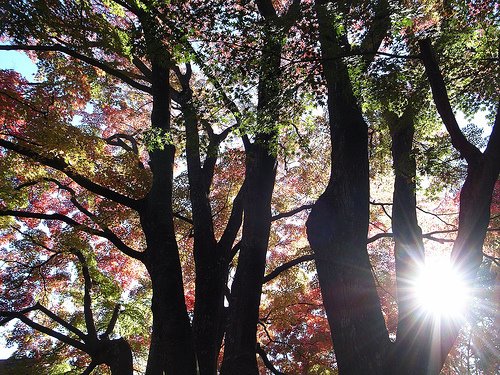 もみじ公園