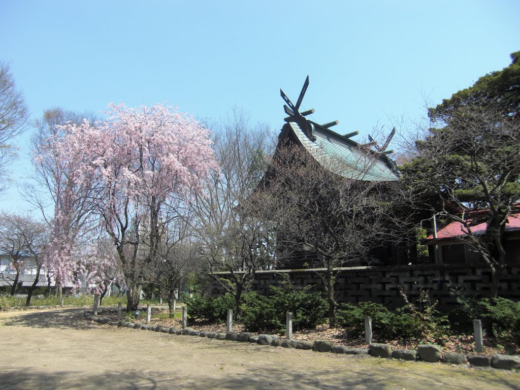 六椹八幡宮御本殿と桜、Mutsukunugi-Hachmangu shrine honden and Cherry blossom