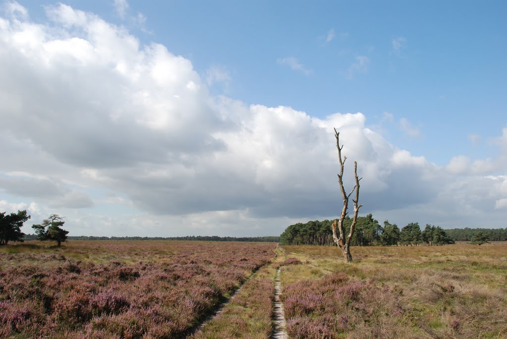 Nice views when walking at Deelerwoud some 10 km North from Arnhem, with free entrance