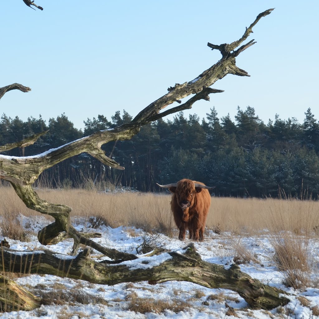 Apeldoorn