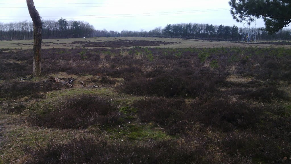 Wildwissel Terlet , Oostzijde