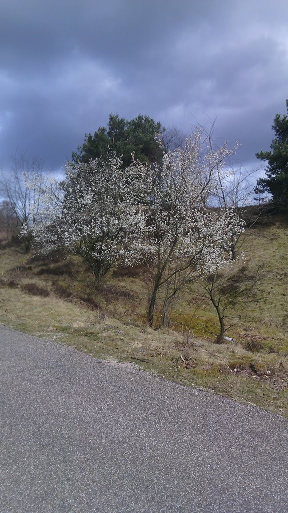Bloeiende Bomen bij Terlet