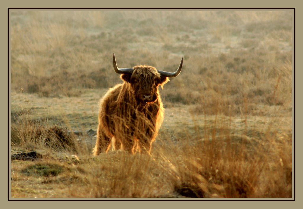 Schotsehooglander in Deelerwoud