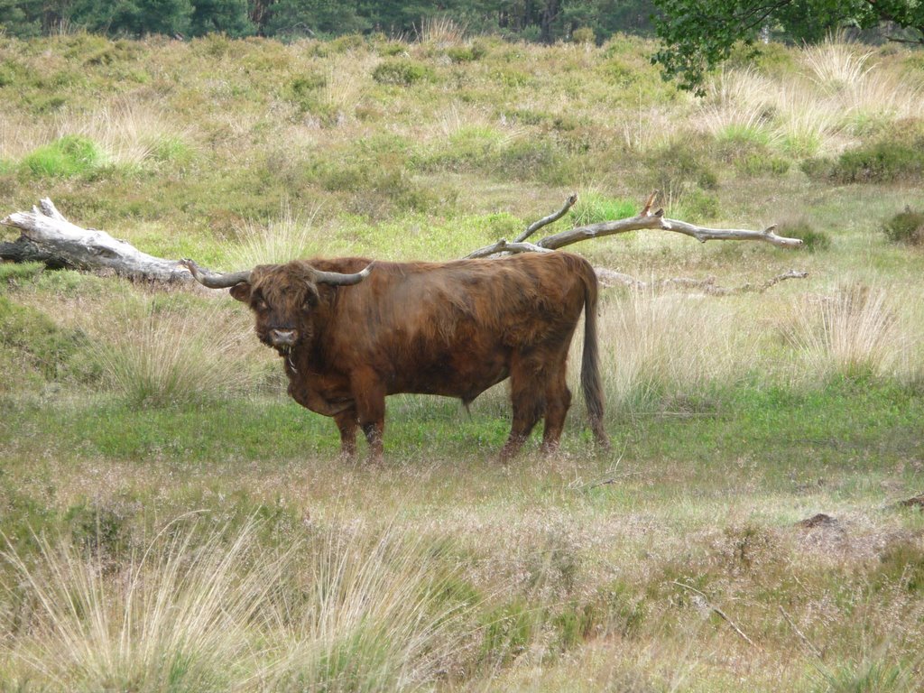 Schotse Hooglander in Deelerwoud near Arnhem. Although they look very impressive, they are always curious and friendly for quiet walkers. Free entrance!