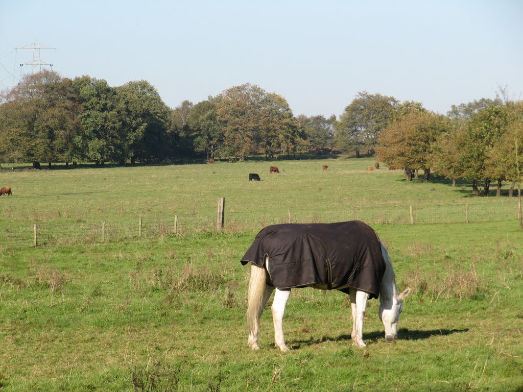 Terletsche Heide