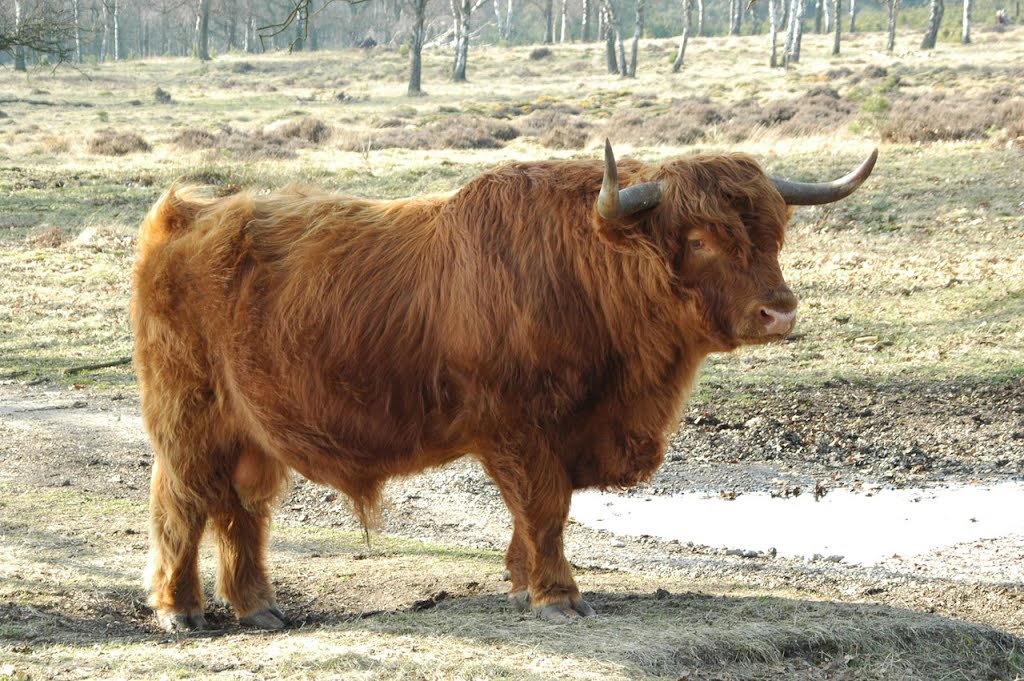 Schotse Hooglander in de vrieskou op Deelerwoud