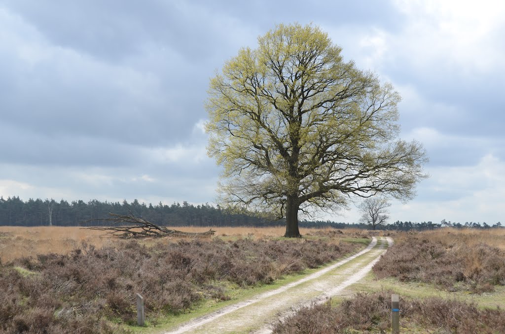 Real springtime with magnificent colours at Deelerwoud 18 April 2012