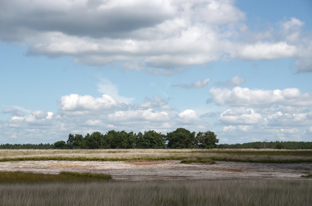Deelerwoud 22 July 2012, with open areas (sand) for new heather vegetation inmidst of all grass!