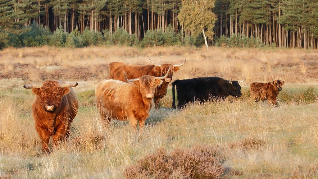 Schotse Hooglanders op de Terletseheide