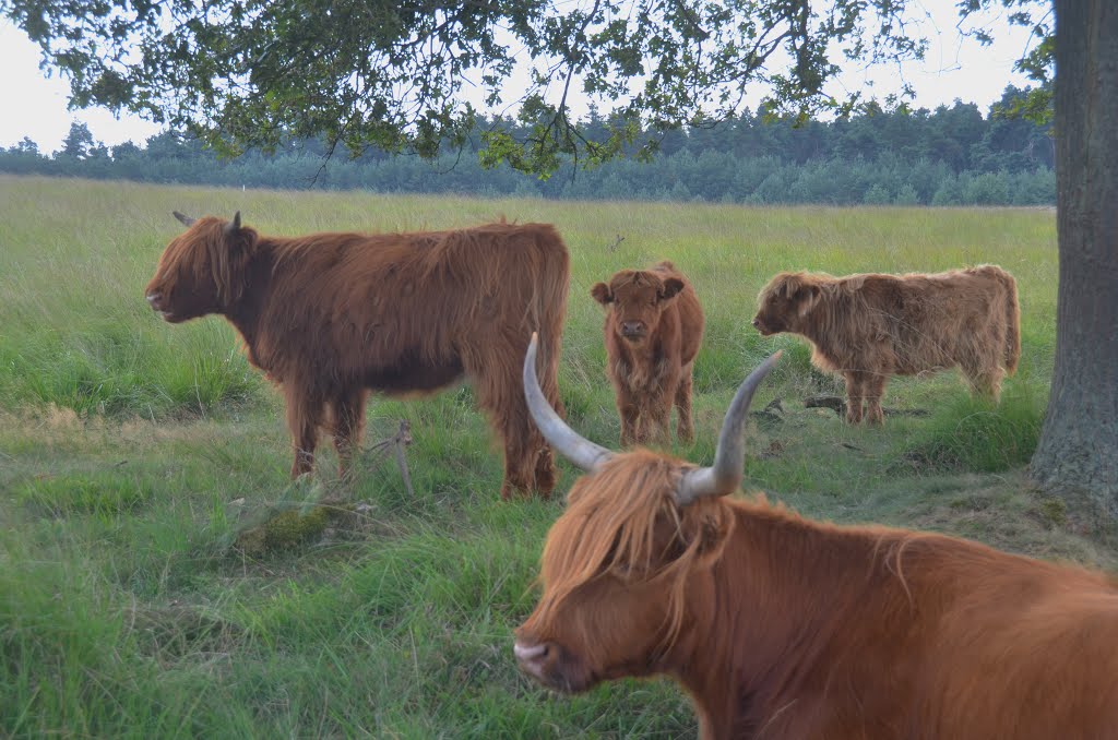 The new generation Scottisch cows at Deelerwoud can be seen at 17 August 2013